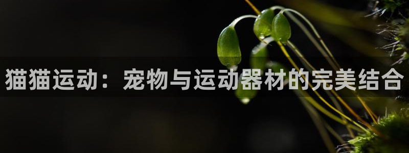 凯捷体育招商电话地址是多少：猫猫运动：宠物与运动器材